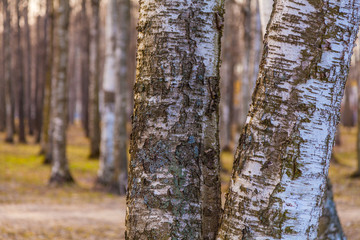 Санкт-Петербург. Парк  С.А. Есенина.