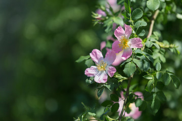 Obraz na płótnie Canvas Dog Rose Close-up: Pink Flower with Green Leaves