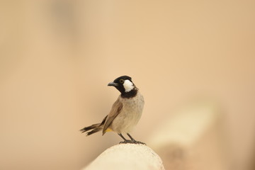 bird