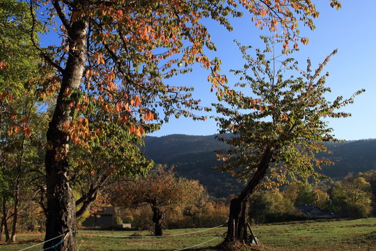 Cherry tree with autumn foliage in Pyrenees

