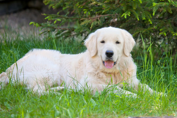 Golden retriever dog  outdoor