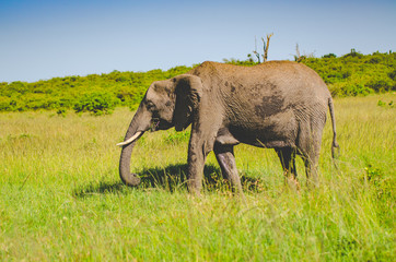 Fototapeta na wymiar single elephant in grassland 