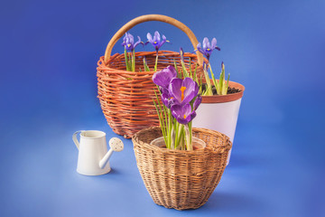 Fototapeta na wymiar Crocus and Iridodictyum in baskets and watering can