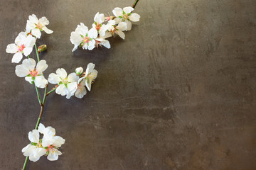Naklejka na ściany i meble Sprig of flowering almond on a dark background. Concept of spring mood.