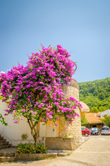 Beaytiful house with pink flowers in new district of Budva, Montenegro