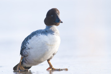 Goldeneye Duck