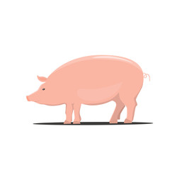 Pig, color cartoon vector illustrations isolated on the white background