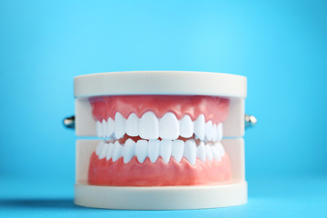 Teeth model on blue background