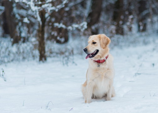Golden retriever pet outdoors in winter time