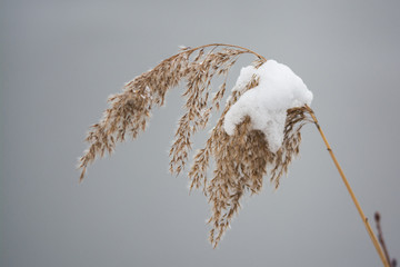 Schneebedecktes Schilfgras im Winter