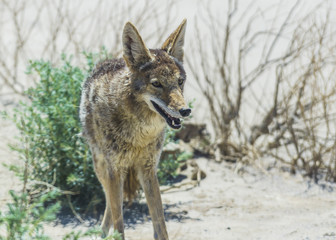 coyote stalk on roadside  in desert area.