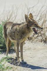 coyote stalk on roadside  in desert area.