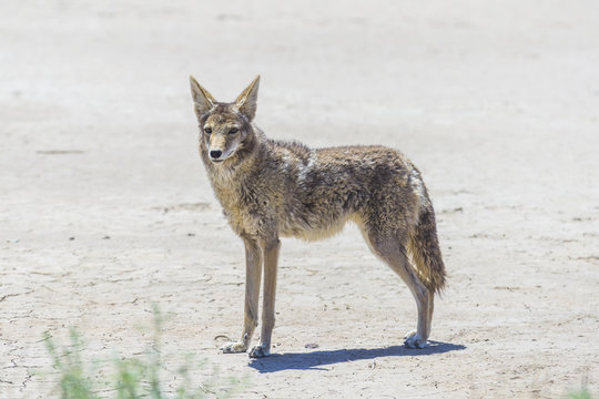 coyote stalk on roadside  in desert area.