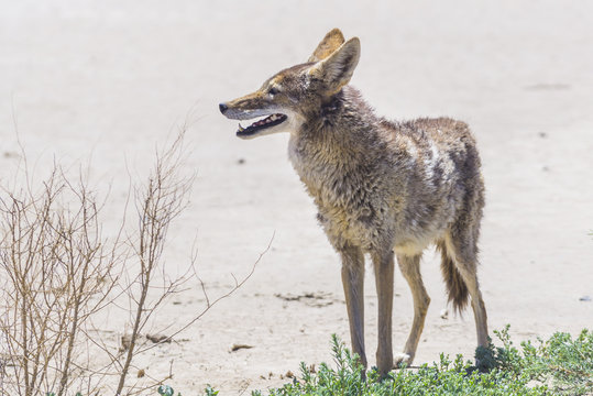 coyote stalk on roadside  in desert area.