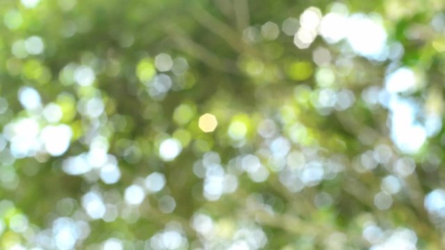 Nature background. Beautiful Sun shine through the blowing on wind tree green leaves. Blurred abstract bokeh with sun flare. 