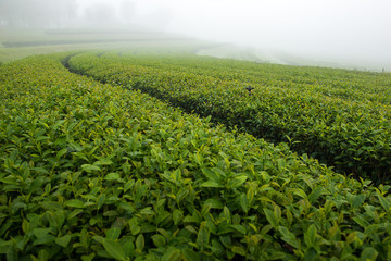 Tea plantation in the early morning