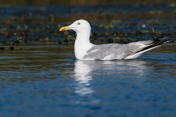 Caspian Gull on water