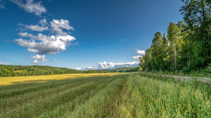 empty colorful meadows in countryside with flowers in foreground