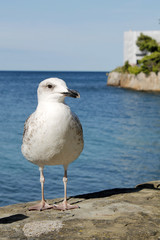un gabbiano in riva al mare