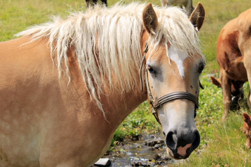 Cavallo con criniera bionda