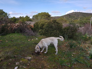 Obraz premium cane bianco