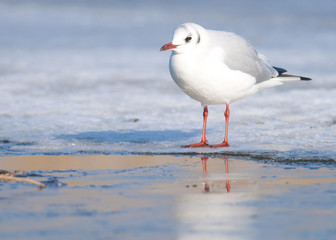 Obraz premium Black Headed Gull