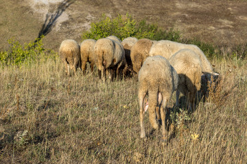 Grazing sheep near Rock phenomenon Stone Wedding near town of Kardzhali, Bulgaria