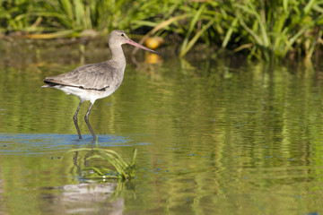 Black Tailed Godwit