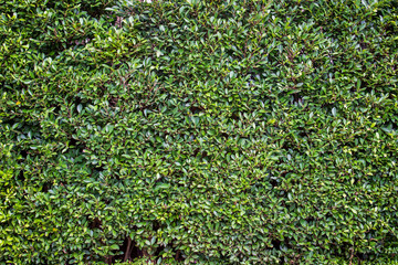 Big fence wall fully with a tree close up background.
