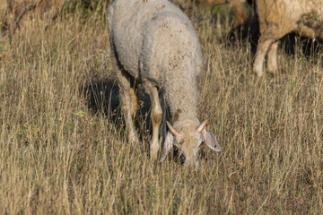 Grazing sheep near Rock phenomenon Stone Wedding near town of Kardzhali, Bulgaria