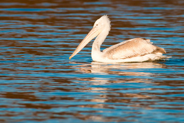 Dalmatian Pelican in Danube Delta