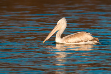 Dalmatian Pelican in Danube Delta