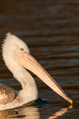 Dalmatian Pelican in Danube Delta