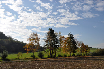 Naklejka premium Bäume im Herbst
