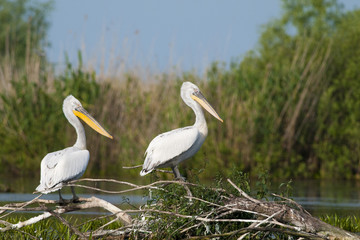 Dalmatian Pelican in Danube Delta