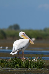 Dalmatian Pelican in Danube Delta