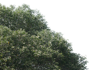 Isolated tree on white background.