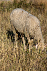Grazing sheep near Rock phenomenon Stone Wedding near town of Kardzhali, Bulgaria