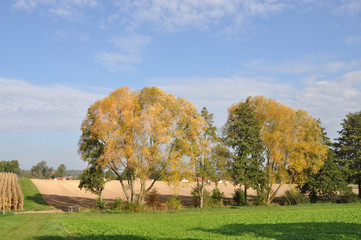 Fototapeta premium Bäume im Herbst