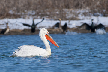 Dalmatian Pelican