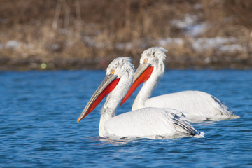 Dalmatian Pelican