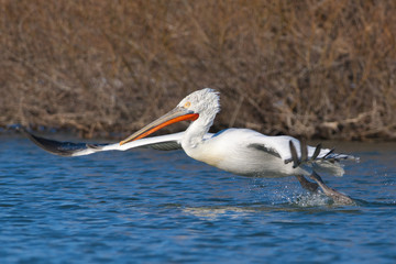 Dalmatian Pelican