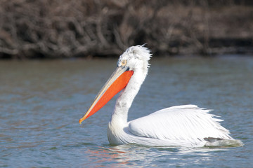 Dalmatian Pelican