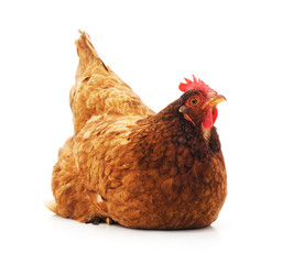 Young brown chicken.