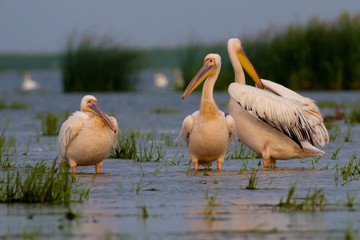 Obraz premium White Pelican in Danube Delta
