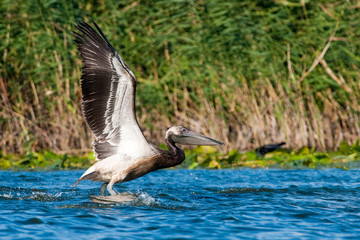 White Pelican in Danube Delta