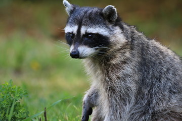 wild racoon in vancouver, canada