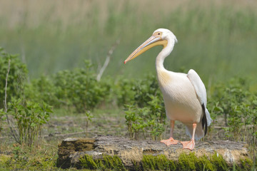 White Pelican on a Log