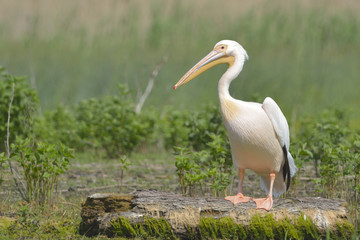 Fototapeta premium White Pelican on a Log