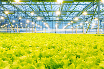 Growing cucumbers in a greenhouse.